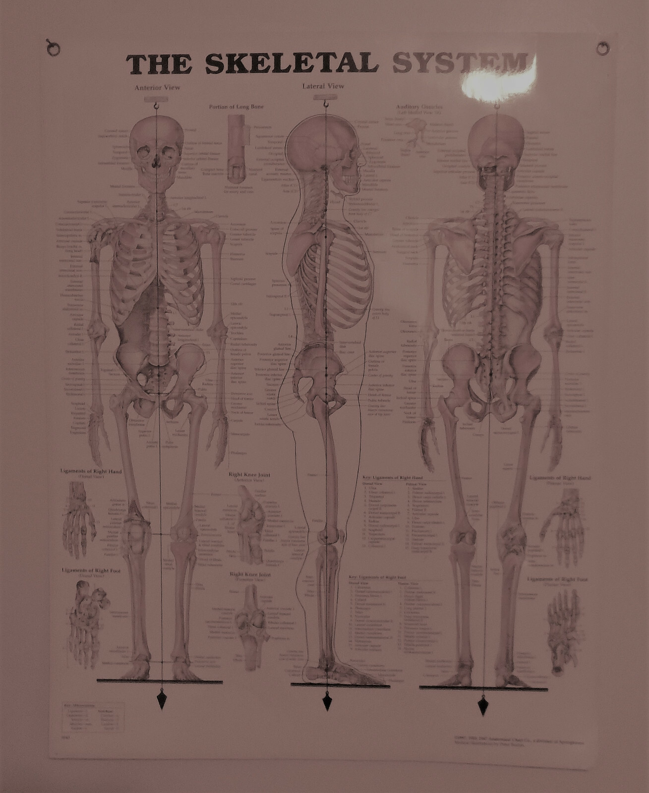 System Charts/Charts/Models Anatomical - Skeleton, Muscles, Lymphatic System