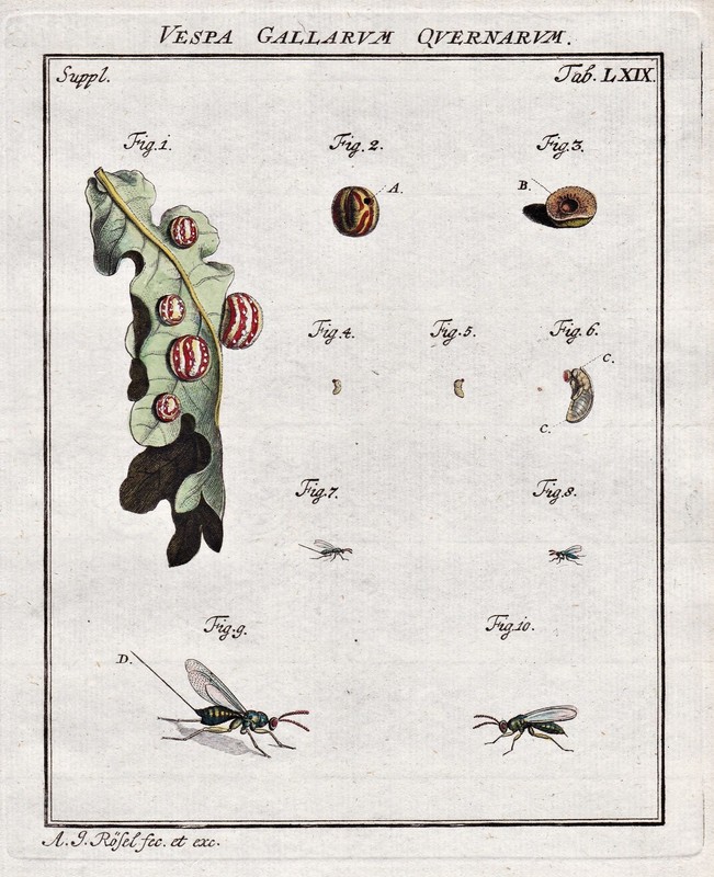 Insectes Tab Lxix Engraving Gravure Sur Cuivre RÃ¶Sel Rosenhof 1746