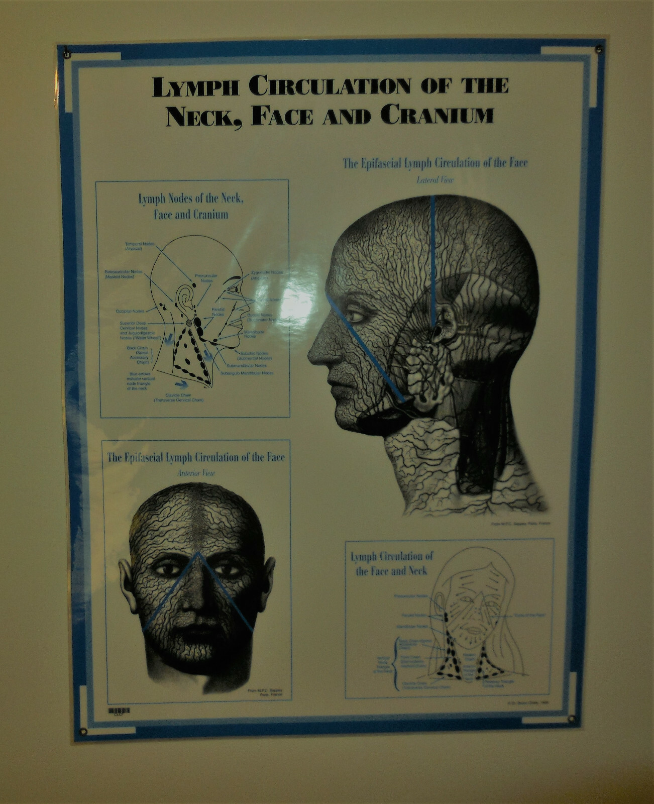 System Charts/Charts/Models Anatomical - Skeleton, Muscles, Lymphatic System