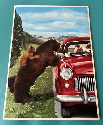 Rocky Mountain Black Bear Banff National Park Alberta Canada Art Post Card