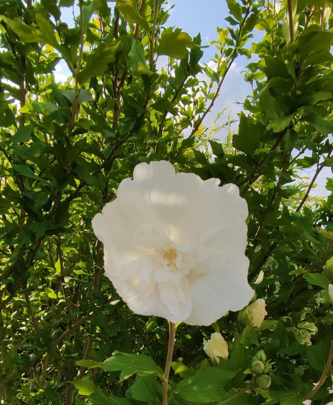 Hibiscus Syriacus Garteneibisch WeiÃ Samen 25 StÃ¼Ck
