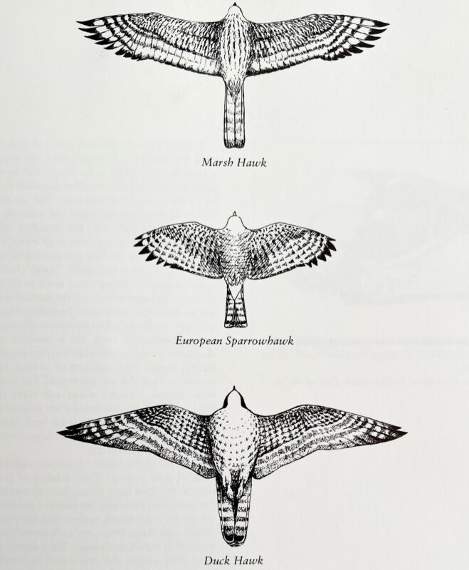 Hawks Owls Underside Patterns Art Print Birds Of Prey Vintage Nature 1979 DWT11B