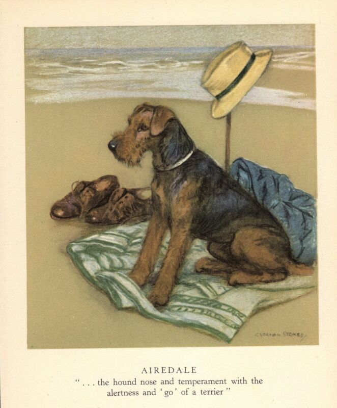 1947 Vintage Airedale Terrier Print Vernon Stokes Airedale Illustration 4831e