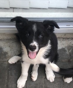 Long Haired Border Collie Puppies Purebred Dogs Puppies