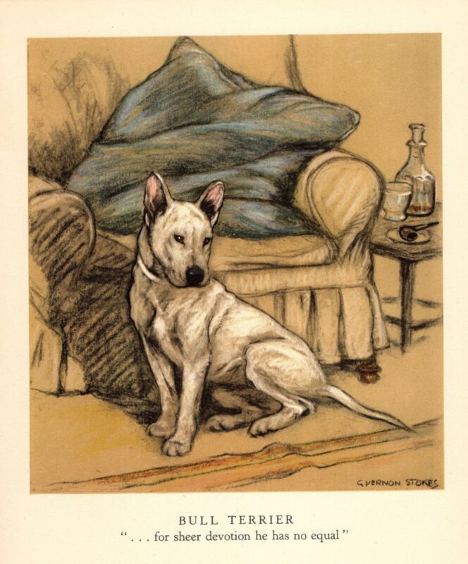 1947 Vintage Bull Terrier Print Vernon Stokes Bull Terrier Illustration 4832f