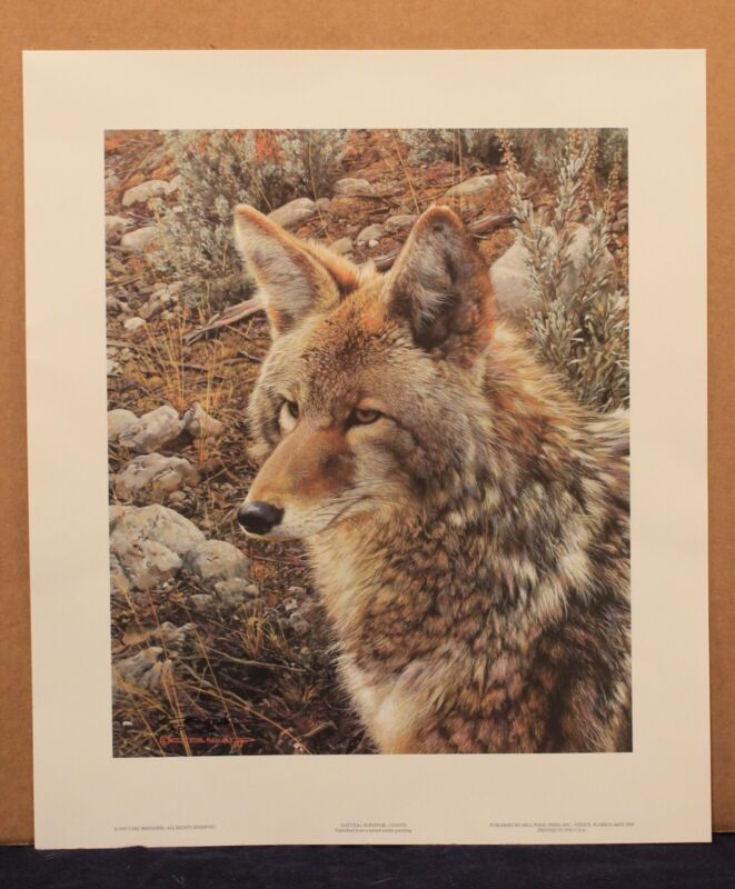 Carl Brenders Natural Survivor - Coyote - Artists Proof #64/76