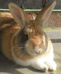 aliastherabbit