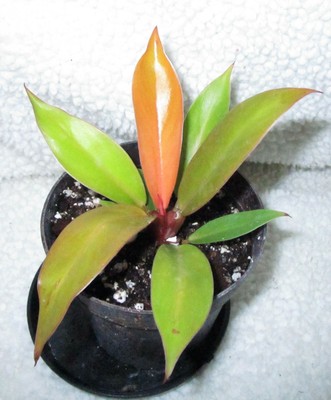 Philodendron Prince of Orange - Rooted Plant House Plant