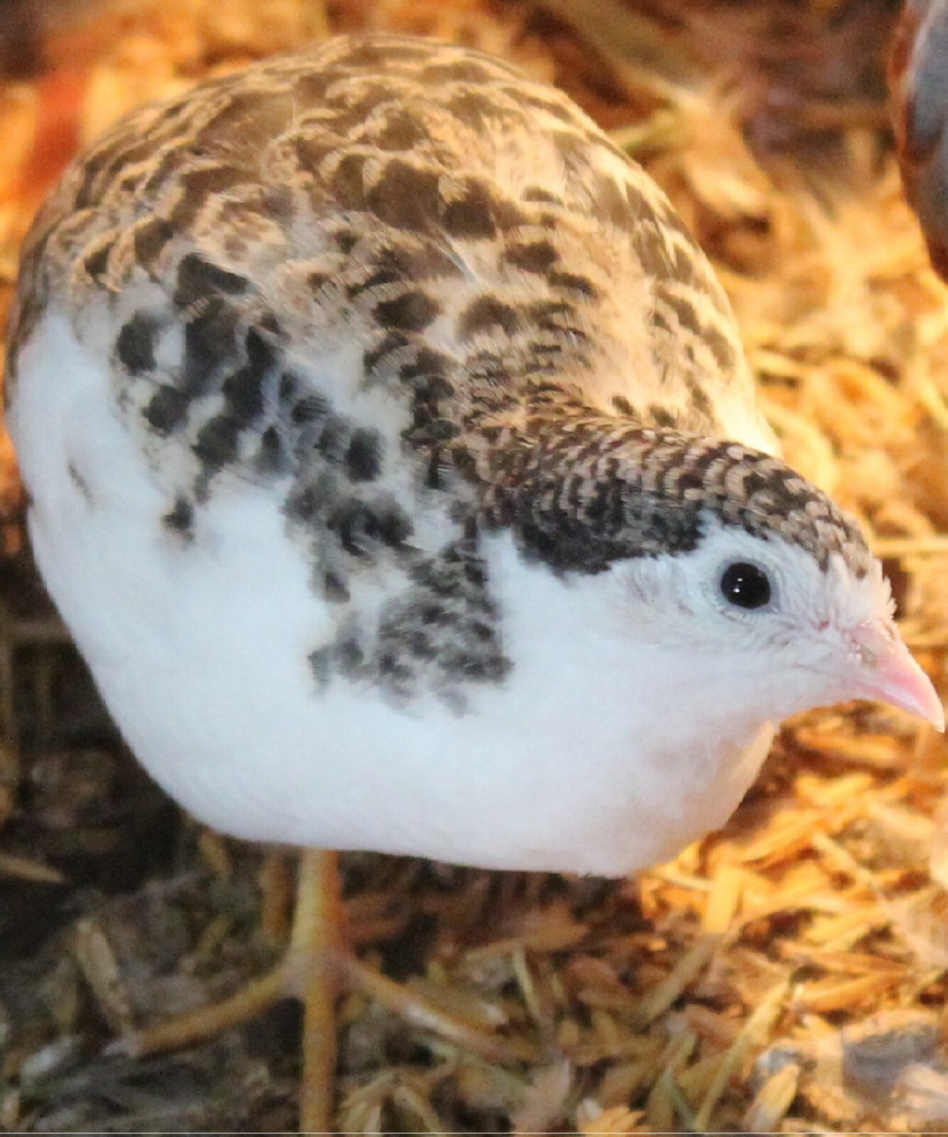 15+ Button Quail  Hatching Eggs NPIP ...