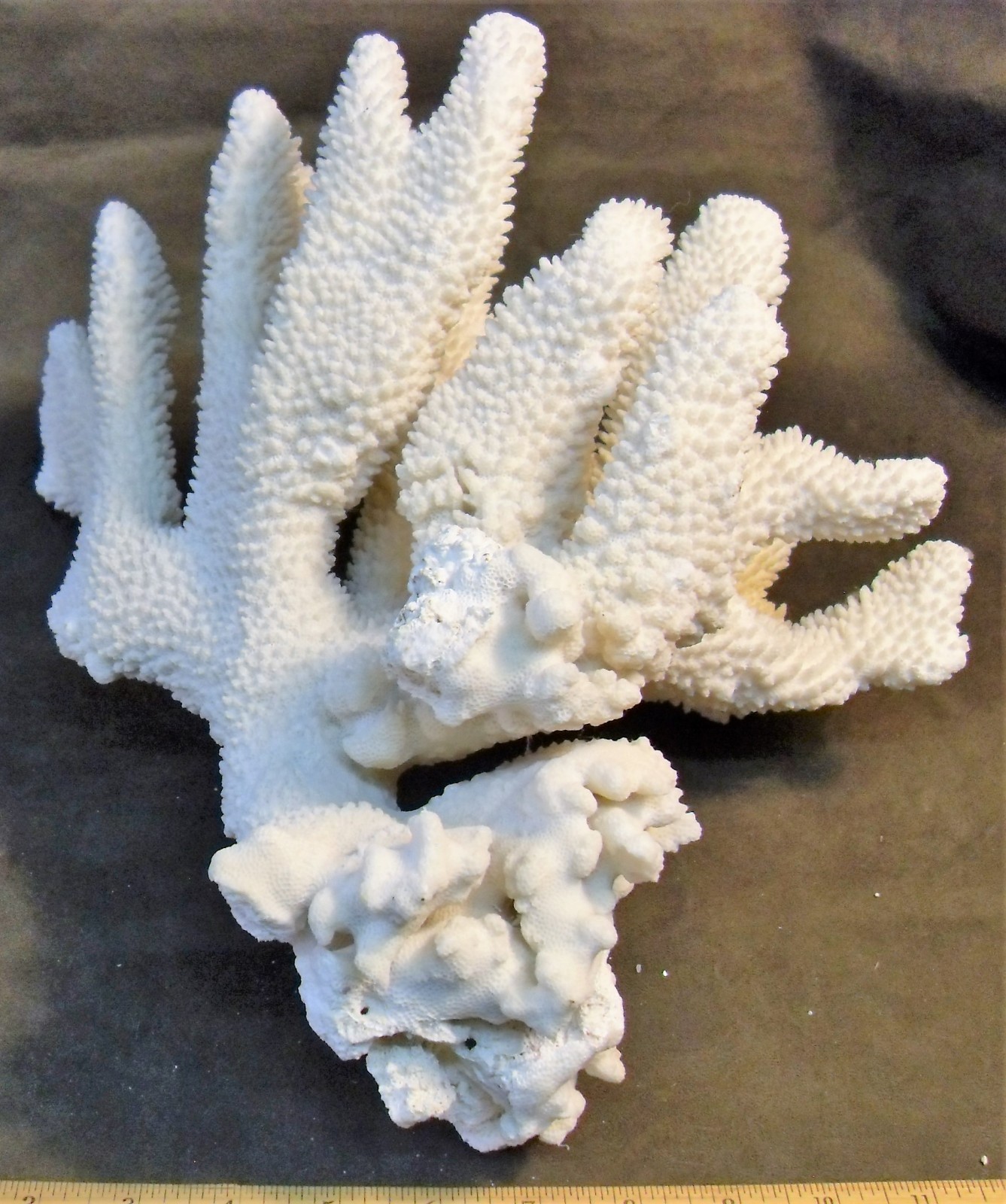 Huge Cat's Paw Coral Piece
