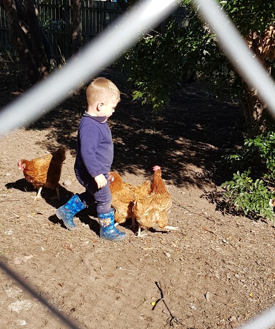 Download 6 Excellent Laying Hens | Birds | Gumtree Australia Gympie ...