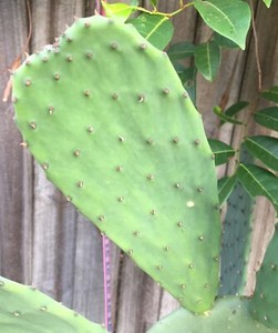 Opuntia / prickly pear / Cactus fruit / Indian fig ...