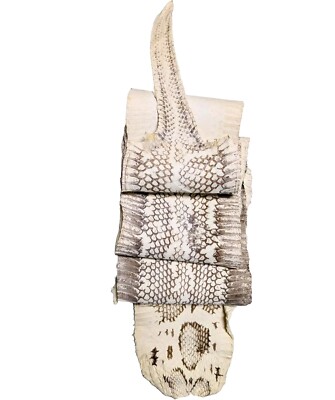 Matte Unbreached Natural Cobra Snake Skin w/ Natural ''O'' Mark 53x5.5''
