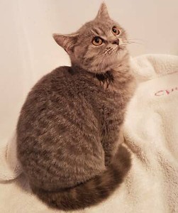 British Shorthair Cats Kittens Gumtree Australia Free Local
