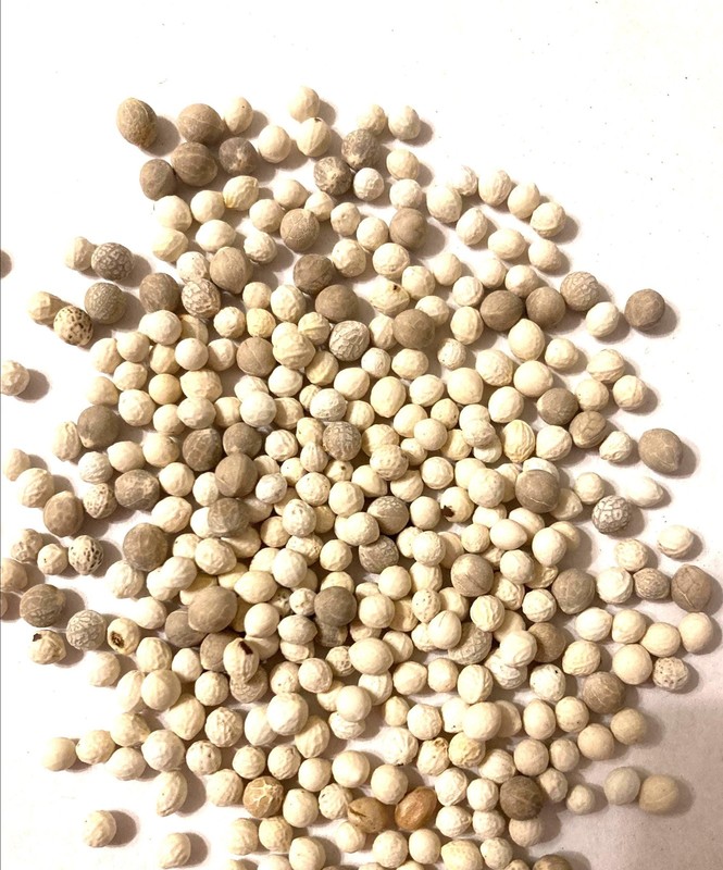 Sugarberry Tree Seeds Celtis Laevigata Southern Hackberry Seed Pack