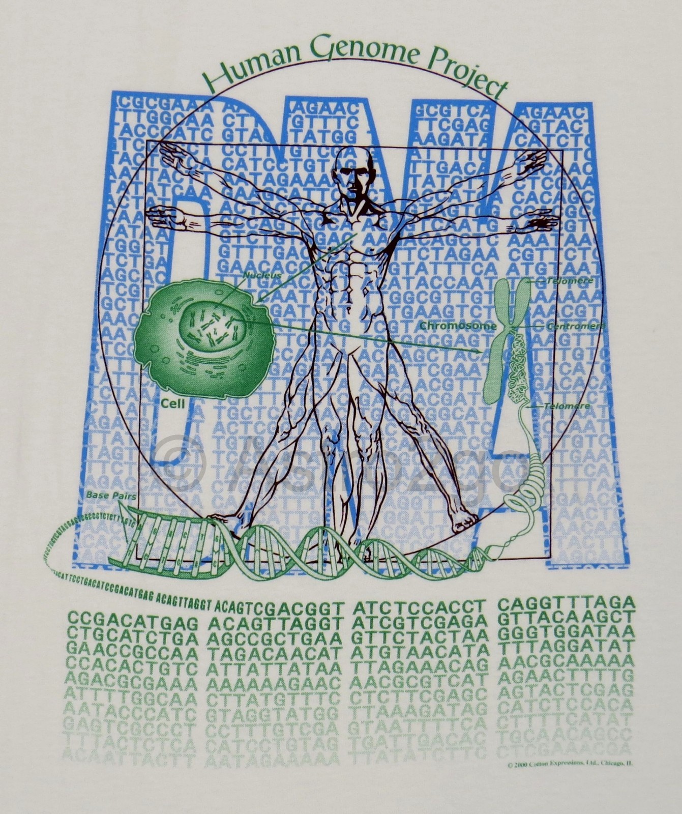 洋書 Biotechnology and the Human Genome 61DYYsNtWdL.jpg