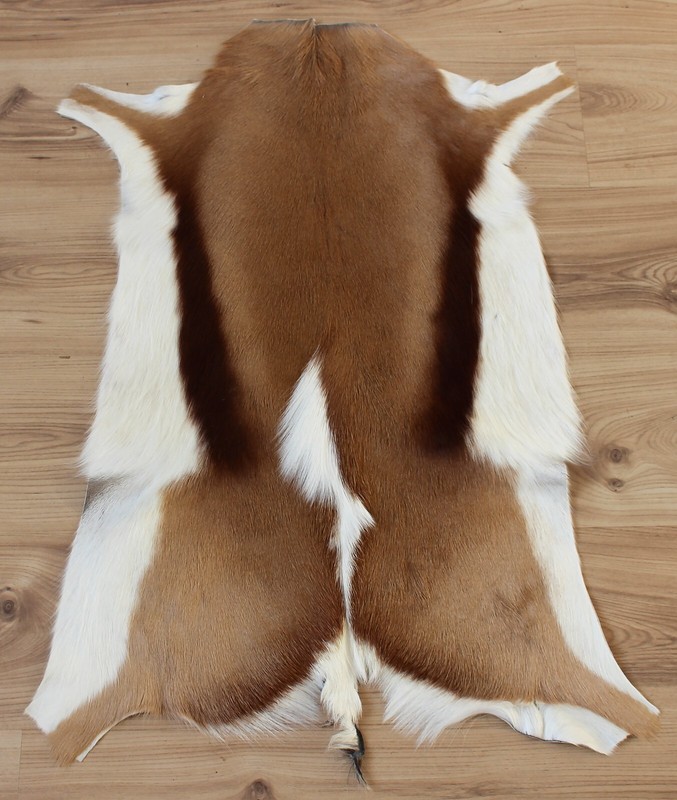 Springbockfell LÃ¤Nge 83-88 Cm Geruchsneutral, Echtes Tierfell Aus SÃ¼Dafrika Neu