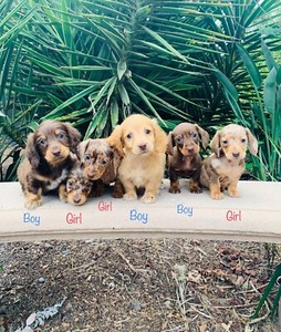 Long Haired Short Haired Miniature Dachshunds Dogs Puppies