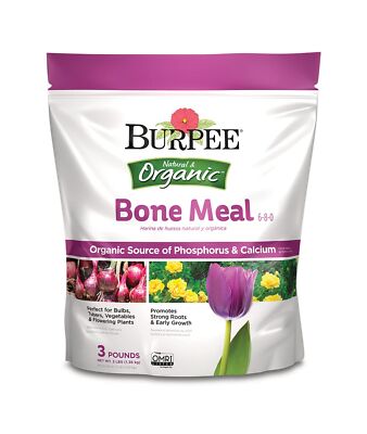 Burpee