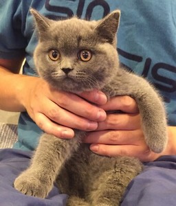 Purebred Blue British Shorthair Female Kitten Cats Kittens