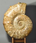 gondwanafossils