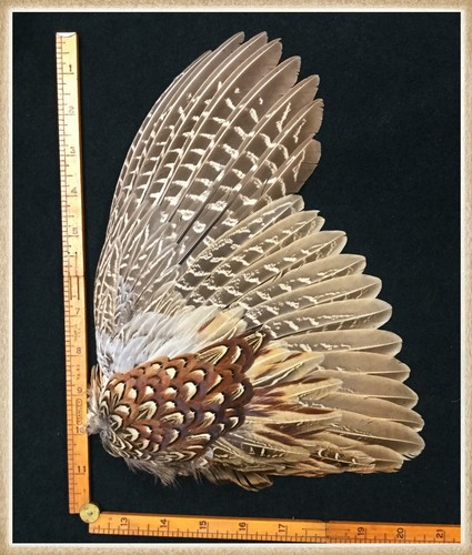 Pheasant Wing From A Ringneck Rooster Pheasant, Pheasant Wing Feathers #108