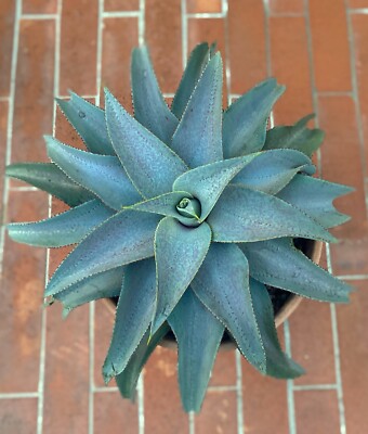 MANGAVE "Purple People Eater", Rare new plant - mother plant clone