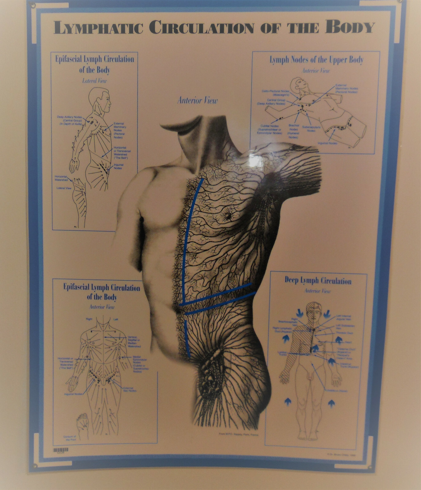 System Charts/Charts/Models Anatomical - Skeleton, Muscles, Lymphatic System