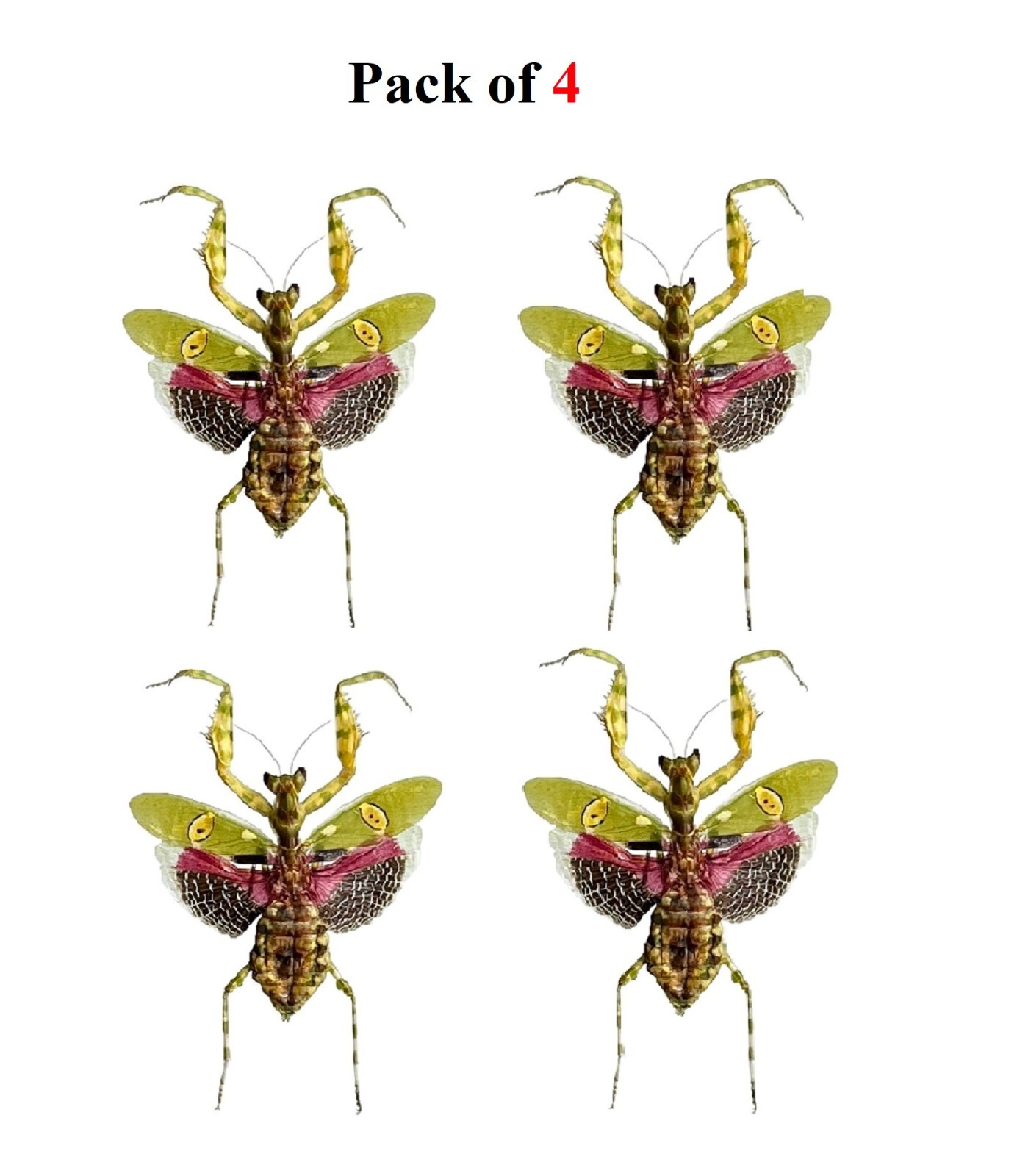 4pcs Taxidermy Praying Mantis Real Insect Bugs Entomology