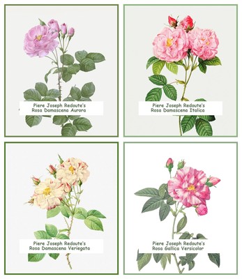 A Study of Damascena Roses by Redoute **4 Charts** Counted Cross Stitch Patterns