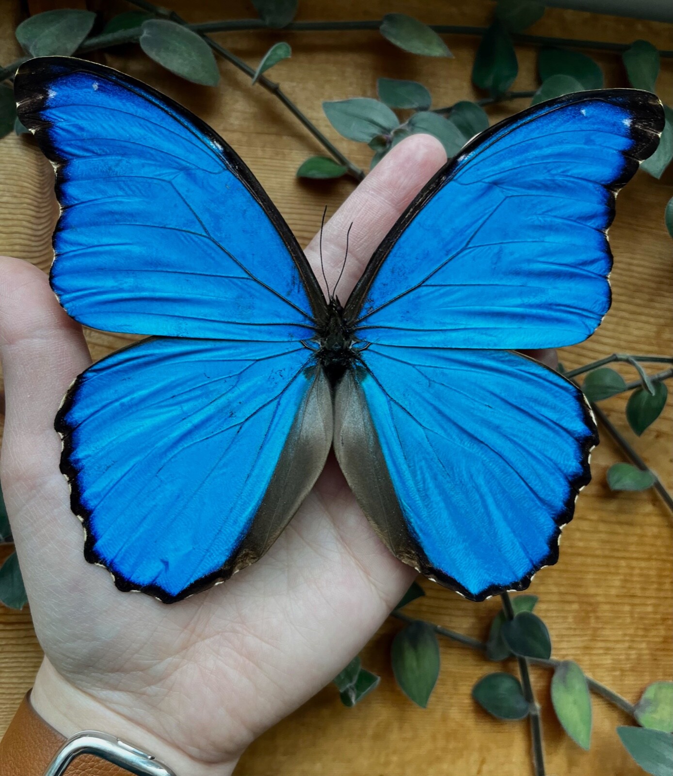 Peru Morpho absoloni　120mm very big il_1080xN.5975416187_mbhc.jpg