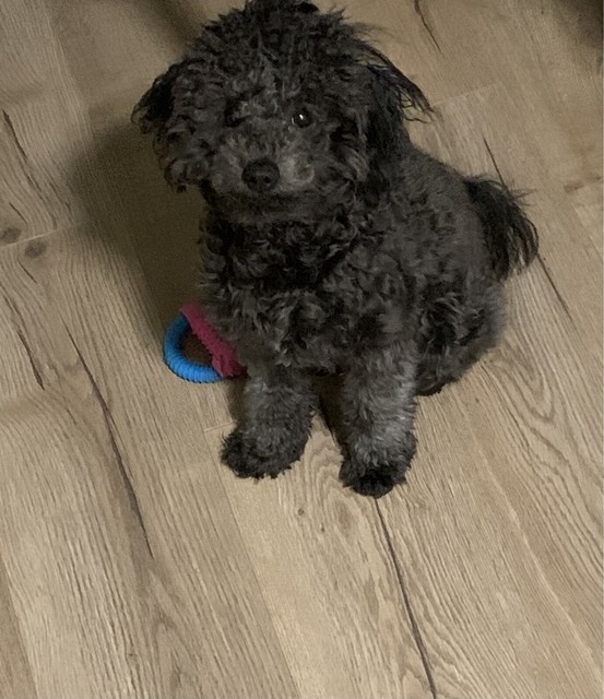 gumtree dogs north east