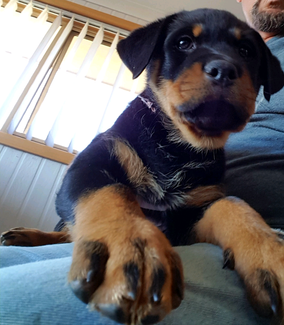 Tasmania | Dogs & Puppies | Gumtree Australia Free Local ...