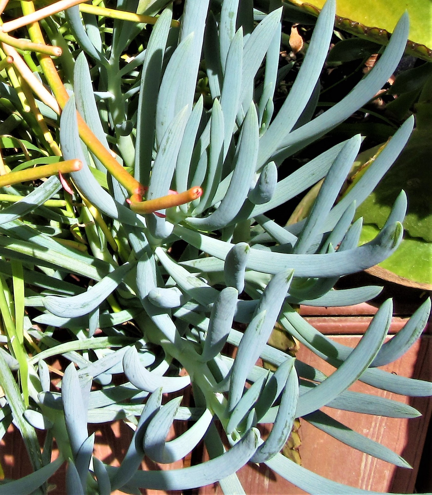 5 LARGE Blue Chalk Sticks Senecio Mandraliscae Succulent ...