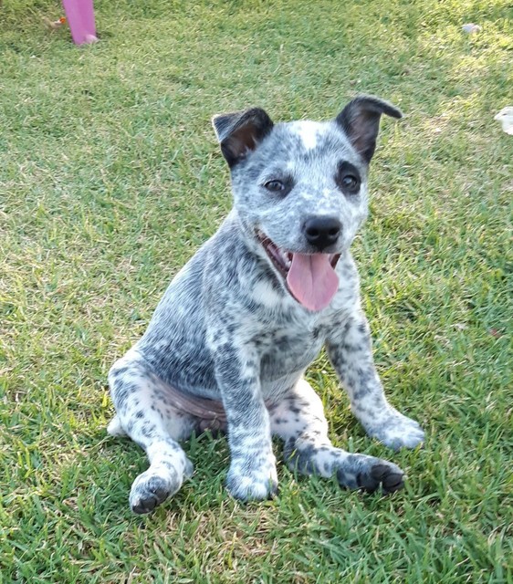 Blue Heeler puppy | Dogs \u0026 Puppies 