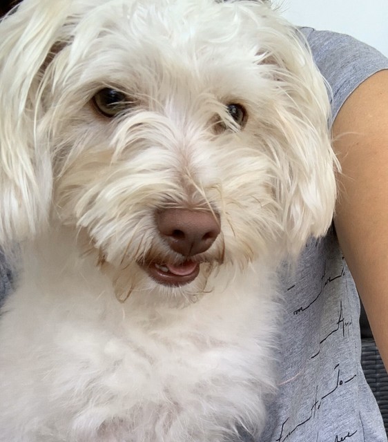 8 month old Smoodle Puppy | Dogs & Puppies | Gumtree ...