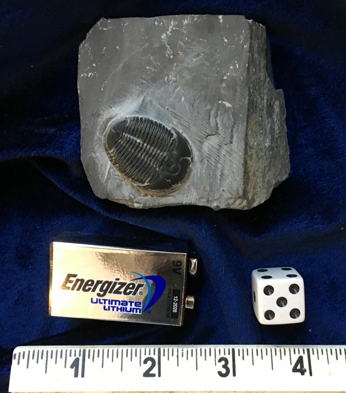 fossil trilobite . Devonian in age .  380 million years old