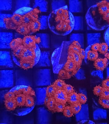 Blue Raven Blasto * Blastomussa * Live Coral Frag * AJ's Aquariums