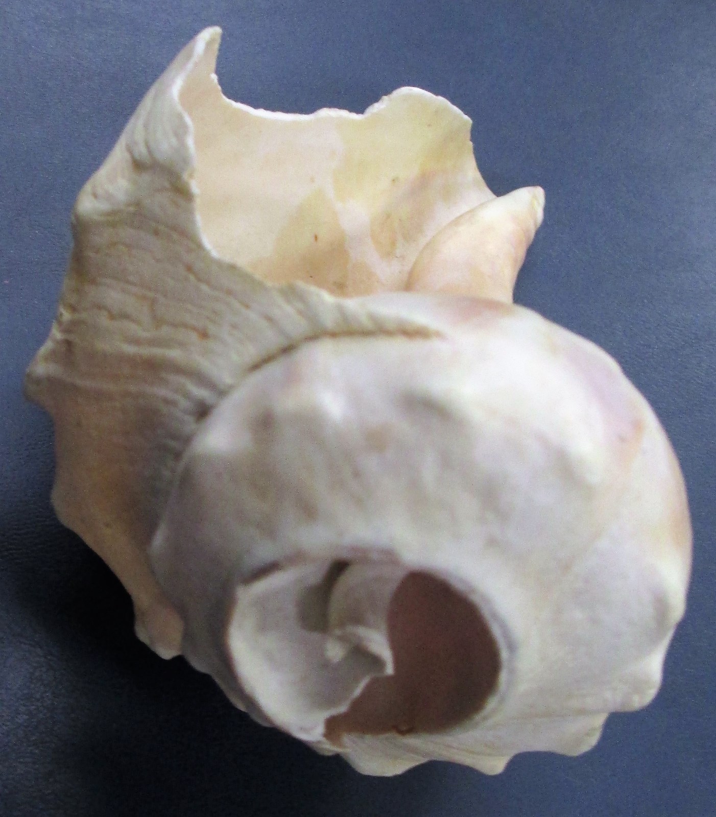 North Atlantic Welk Shell w/holes for Aquarium Fish/Animal Habitat Natural 6 inc