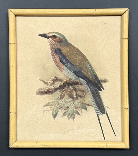 絵画 jamping 1639-Vintage J.G. Keulemans Lithograph Longtailed Roller