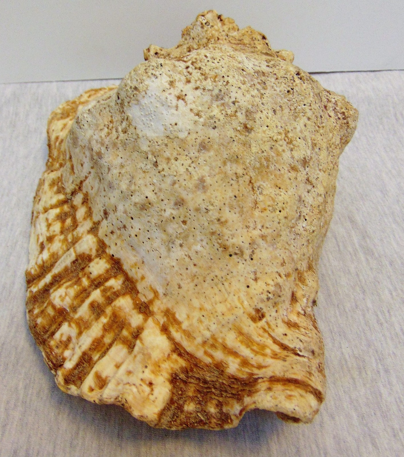 Real Natural Sea Ocean Shell Large Conch Horn Seashell Yard Pond Aquarium Decor