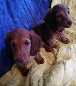 Mini Long Hair Dachshund Puppies Dogs Puppies Gumtree