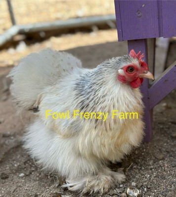 12+ Bantam Cochin Hatching Eggs