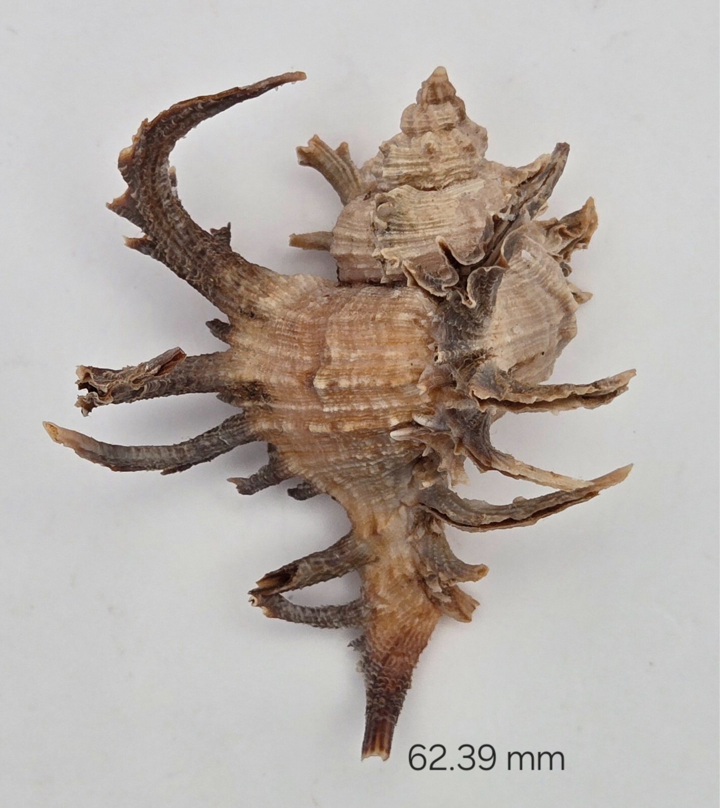 クロテングガイ 特大 Chicoreus cornucervi クロテングガイ特大
