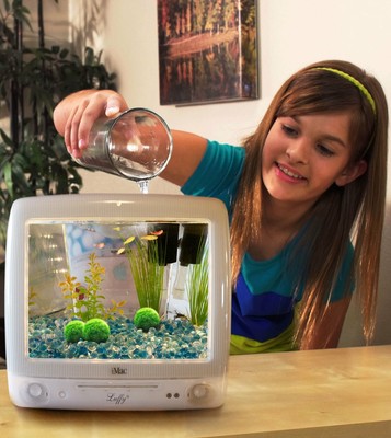 Luffy 3 Giant Living Marimo Moss Balls (~2 Inches) + 1 Nano Marimo Free! Live...