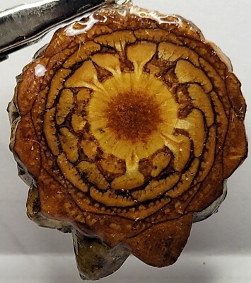 Rare and Unique Knobcone Slice Pendant!
