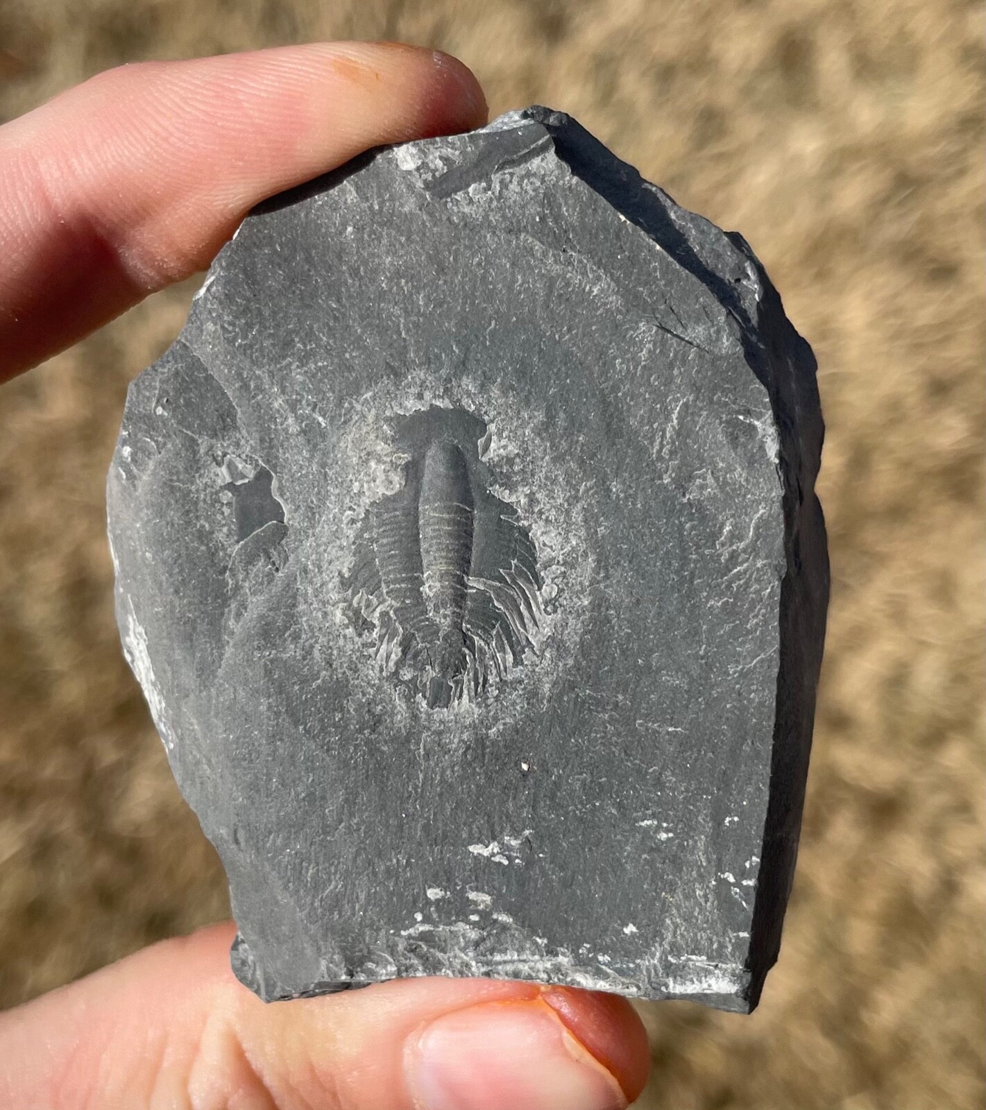 三葉虫 化石 Malungia China Fossil Trilobite Malungia