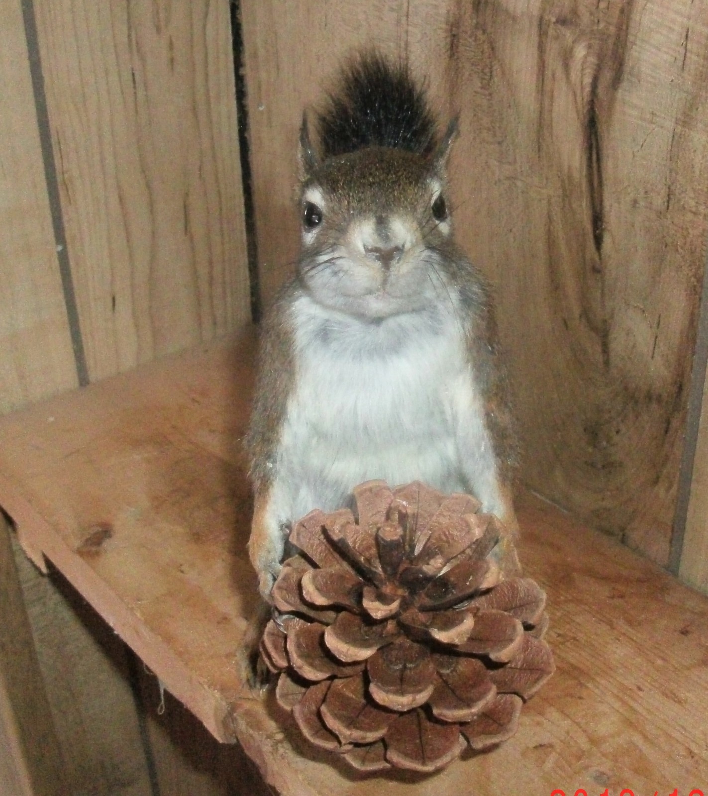 Red Squirrel sitting free-standing taxidermy