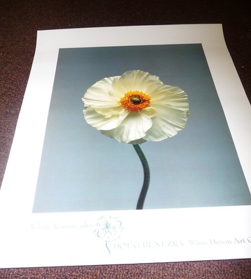 floral art print doug benezra white ranunculus photo flower