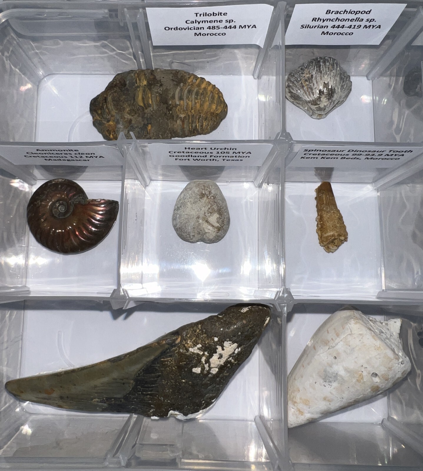 Labeled REAL 12 Fossil Collection in a Case MEGALODON, DINOSAUR TOOTH, TRILOBITE